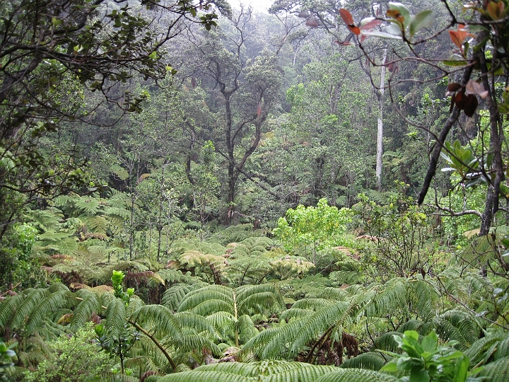 11 Thurston Lava Tube.jpg